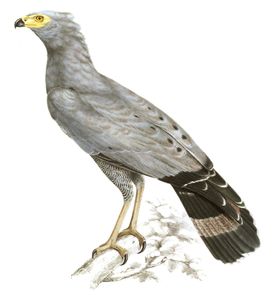 African Harrier Hawk Polyboroides typus 2 copy