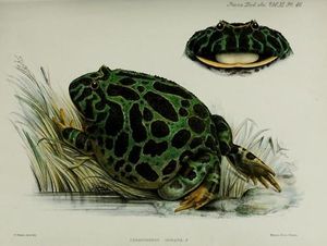public domain frog illustration 19