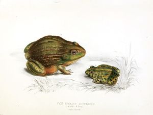 public domain frog illustration 5