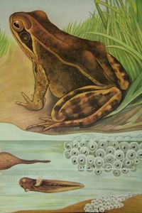public domain frog illustration 15