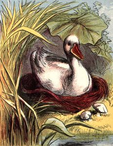 public domain vintage book illustration of duck