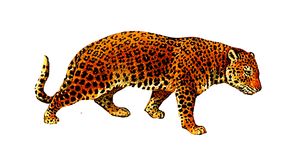 vintage cheetah scrap paper