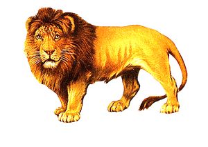 vintage cigarette card lion 