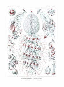 ernst haeckel illustrations deep sea siphonophorae