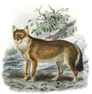 antarctic wolf 19th century