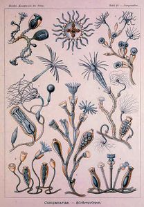ernst haeckel illustrations campanariae