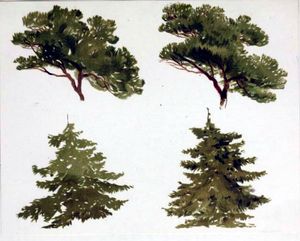 tree illustration fir 