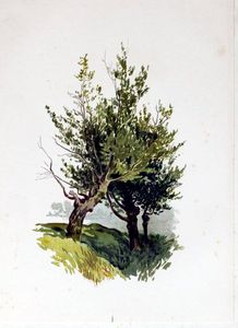 tree illustration lush green 