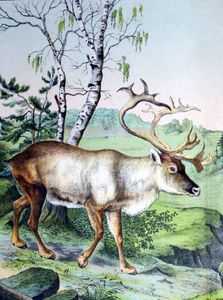 winter animals reindeer