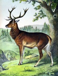 winter animals deer