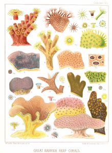 great barrier reef coral species public domain
