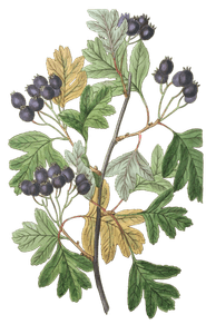 Broad Leaved Thorn Crataegus Platyphylla