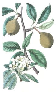 Edwards v18 Sage leaved Pear Pyrus salvifolia