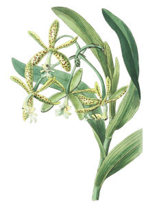 Frog Epidendrum   Epidendrum Raniferum