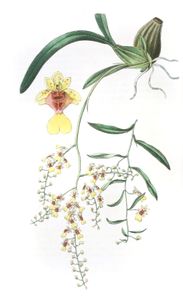 Frog Oncidium Oncidium Raniferum