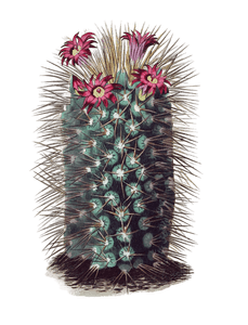 Handsome Mammillaria Mammillaria Pulchra