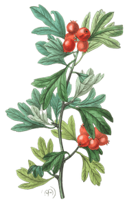 Moroco-Hawthorn-Crataegus-Maroccana
