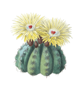 Mr-Ottos-Spiny-Cactus-Echinocactus-Ottonis