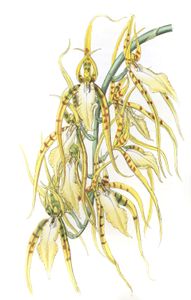 Mrs.-Lawrences-Brassia-Brassia-Lawrenceana