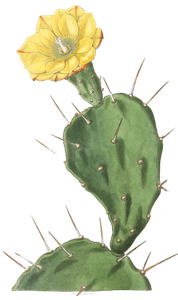 One-Spined-Opuntia-Opuntia-Monacantha