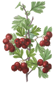Oriental-Hawthorn-Crataegus-Orientalis