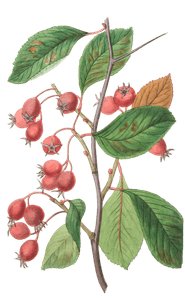 Oval-Leaved-Cockspur-Thorn-Crataegus-Crus-Galli