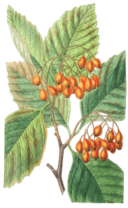 Pear-Leaved-Thorn-Crataegus-Pyrifolia