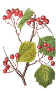 Pink-Tipped-Stackhousia-Stackhousia-Monogyna