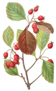 Plum-Leaved-Thorn-Crataegus-Prunifolia