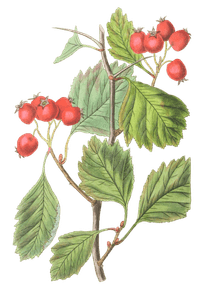 Scarlet-Fruited-Hawthorn-Crataegus-Coccinea