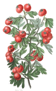 Sweetest-Scented-Hawthorn-Crataegus-Odoratissima