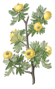 Tansy-Leaved-Hawthorn-Crataegus-Tanacetifolia