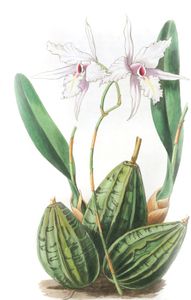 Tapering-Laelia-Laelia-Acuminata