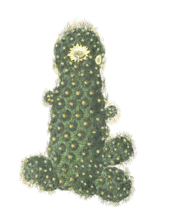 Taper-Mammillaria-Mammillaria-Tenuis