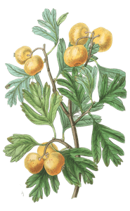 The-Aronia-Thorn-Crataegus-Aronia