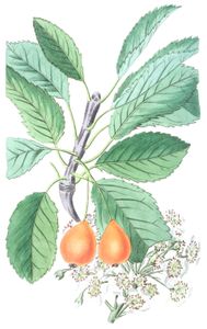 The-Bollwyller-Pear-Pyrus-Bollwylleriana
