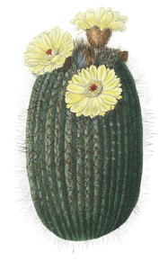 The-Broom-Cactus-Enhinocactus-Scopa