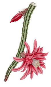 The-Crimson-Creeping-Cereus