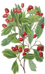 Various-Leaved-Hawthorn