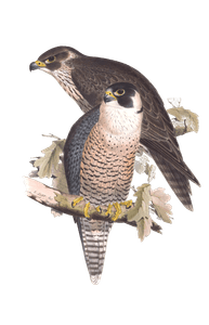 peregrine falcon