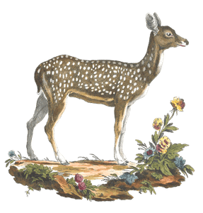 Deer
