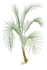cocos weddeliana palm