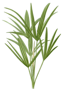 trachycarpus excelsus palm