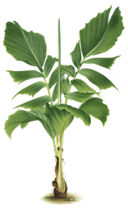 palm leaves