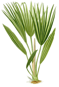 bourbon palm