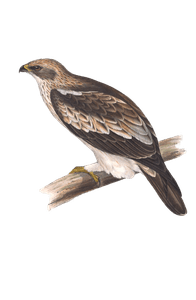 booted eagle