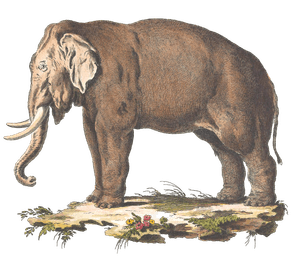 Elephant