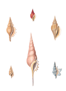 056 Various Shell illustration by Vero Shaw