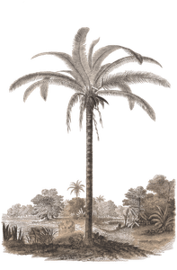 astiocaiyum palm