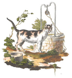 Domestic Cat White Brown black